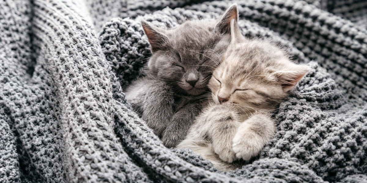 Two adorable kittens peacefully sleeping together on a cozy blanket.