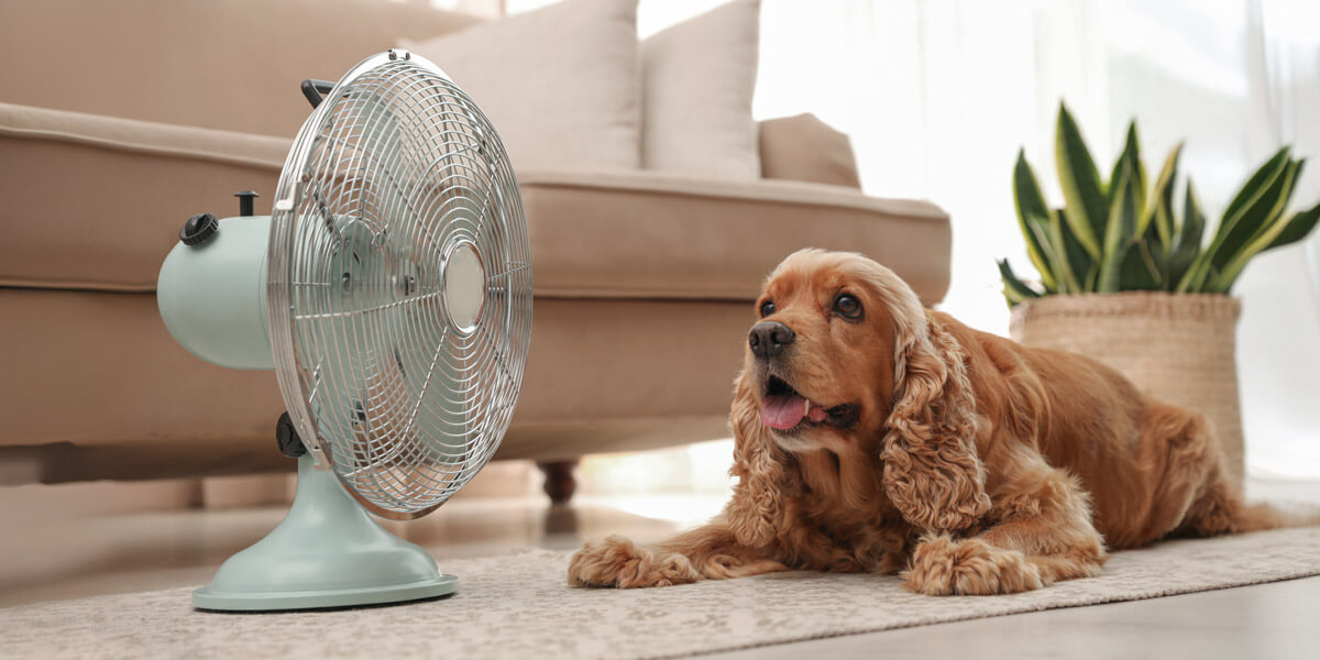 An adorable dog lounging by a fan for comfort.